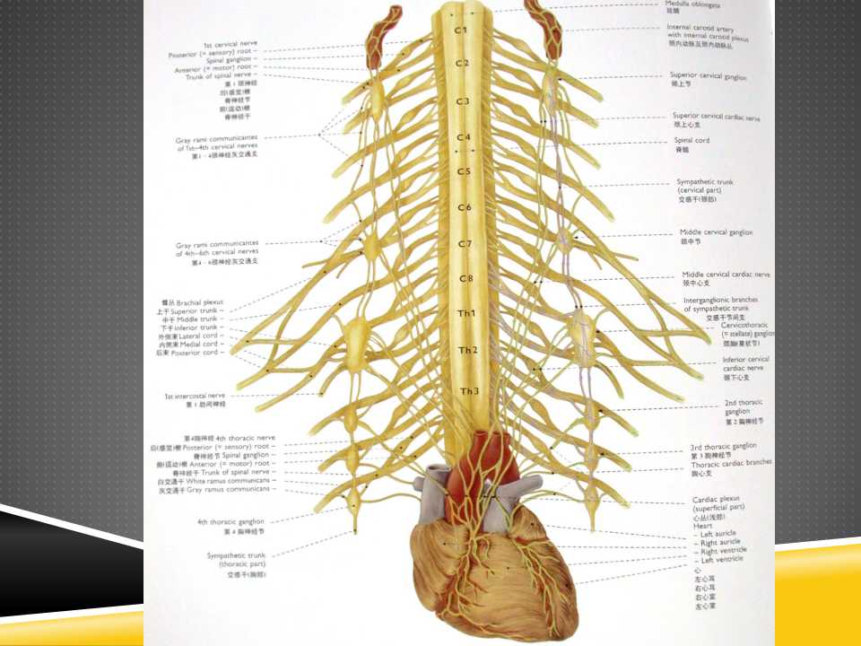 秦保和T型针刀整体松解术治疗颈性眩晕