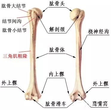 三角肌解剖学习