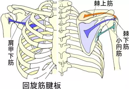 学习小圆肌解剖