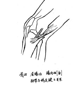 膝关节触诊