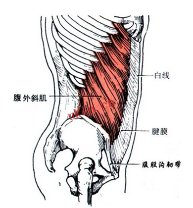 椎枕肌劳损的应用解剖及针刀治疗方案