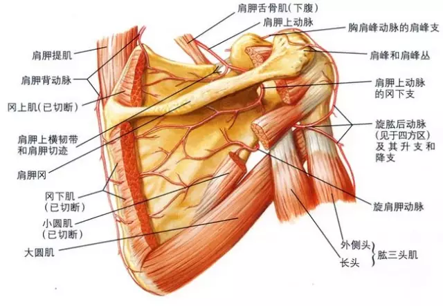 肩关节疼痛必治点