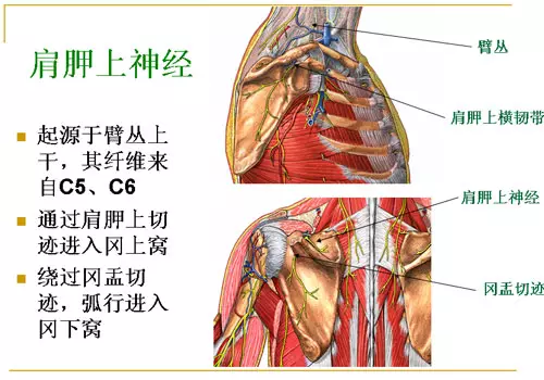 肩关节疼痛必治点