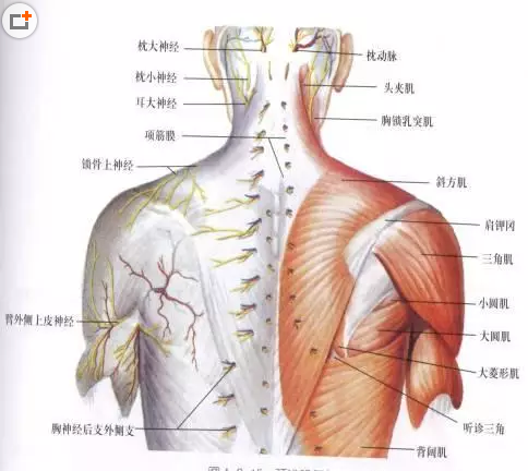 针刀治疗肩周炎