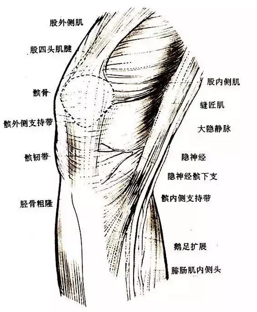 天民针刀解剖关节腔