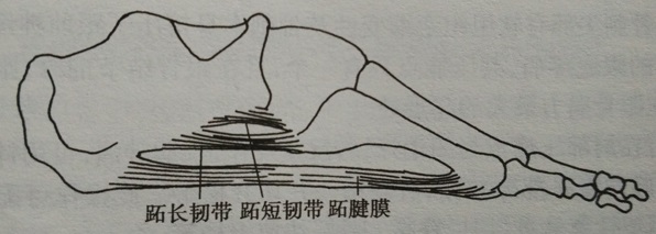 针刀治疗根骨骨刺