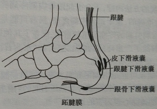 针刀治疗根骨骨刺