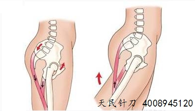 主动肌与拮抗肌