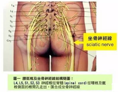 针刀医生倒背如流的神经精华