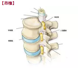 基础解剖学