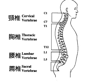 基础解剖学