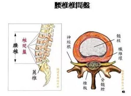 基础解剖学