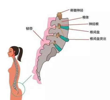 基础解剖学