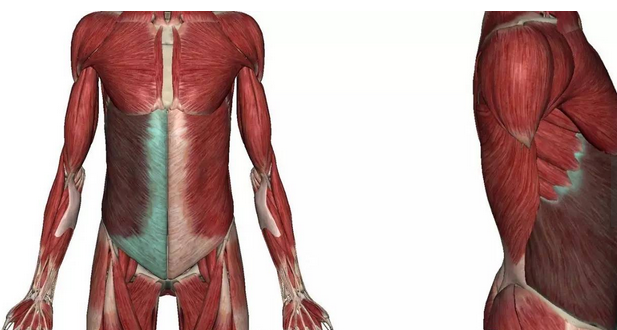 腹内斜肌、腹外斜肌