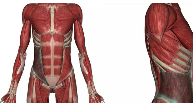腹内斜肌、腹外斜肌