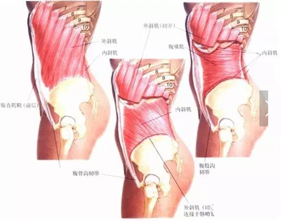 腹内斜肌、腹外斜肌